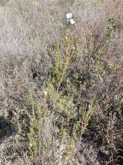 Leucophyllum pringlei