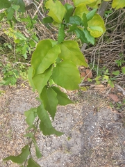 Magnoliopsida