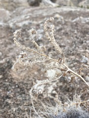 Phacelia sivinskii