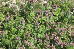 Lamium purpureum