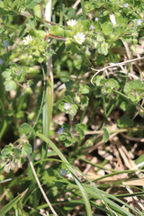 Veronica hederifolia