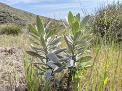 Eriodictyon tomentosum