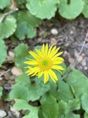Doronicum columnae