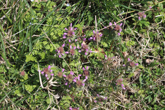 Lamium purpureum