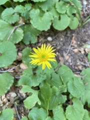 Doronicum columnae