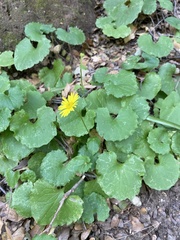Doronicum columnae