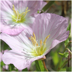 Oenothera speciosa