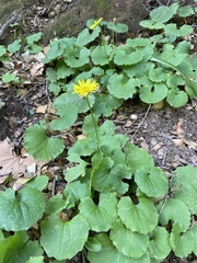 Doronicum columnae