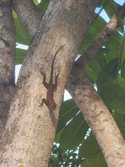 Anolis cristatellus