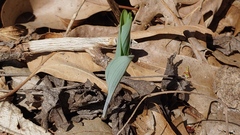 Polygonatum biflorum