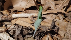 Polygonatum biflorum
