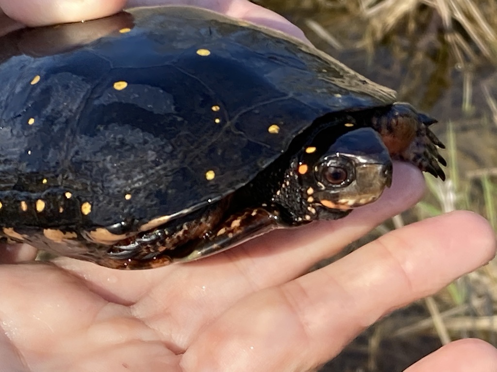 Spotted Turtle in April 2021 by alyssa71504 · iNaturalist