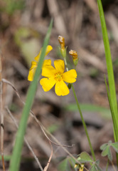 Oxalis texana