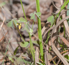 Oxalis texana