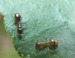 Dolichoderus diversus