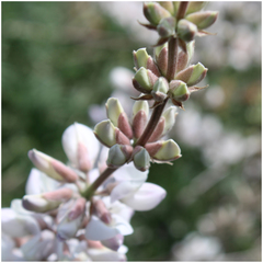 Lupinus microcarpus
