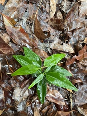 Leichhardtia fraseri