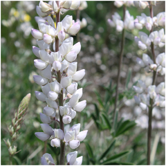 Lupinus microcarpus