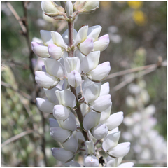 Lupinus microcarpus