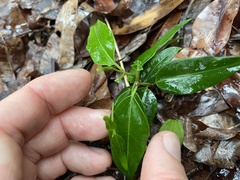 Leichhardtia fraseri
