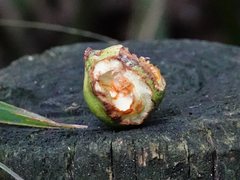Dysoxylum spectabile