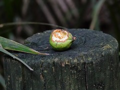 Dysoxylum spectabile