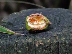 Dysoxylum spectabile