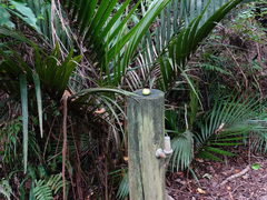 Dysoxylum spectabile