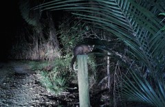 Dysoxylum spectabile