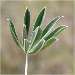 Lupinus microcarpus