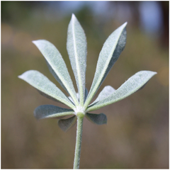 Lupinus microcarpus