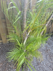 Arecaceae