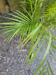 Arecaceae