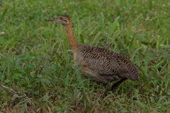 Rhynchotus rufescens