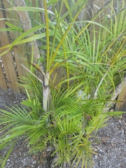 Arecaceae