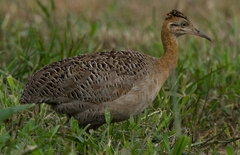 Rhynchotus rufescens