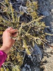 Carmichaelia crassicaulis