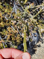 Carmichaelia crassicaulis