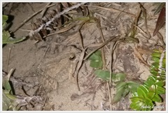 Physalaemus biligonigerus