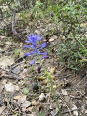 Muscari cycladicum