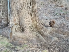 Sciurus carolinensis