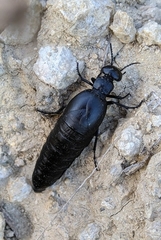 Berberomeloe tenebrosus