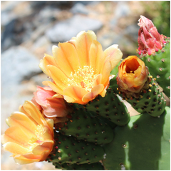 Opuntia