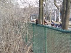 Sciurus carolinensis