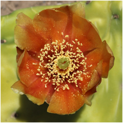 Opuntia