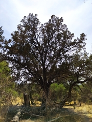 Juniperus coahuilensis