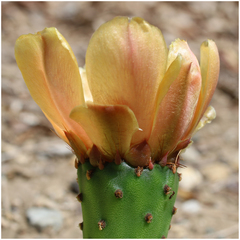 Opuntia