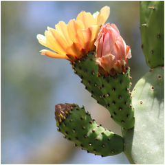 Opuntia