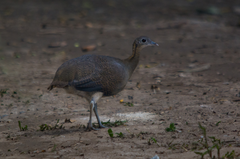 Tinamus solitarius