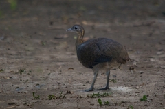 Tinamus solitarius